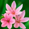Lys des cafres Pink Butterflies - Des fleurs quand tout se fane