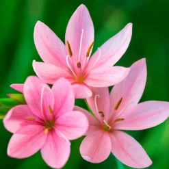 Lys des cafres Pink Butterflies - Des fleurs quand tout se fane