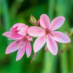 Lys des cafres Pink Butterflies - Des fleurs quand tout se fane