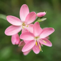 Lys des cafres Pink Butterflies - Des fleurs quand tout se fane