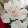 Lys des Incas - Alstroemères Majestic Mazé ® - Des bouquets tout l'été