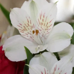 Lys des Incas - Alstroemères Majestic Mazé ® - Des bouquets tout l'été