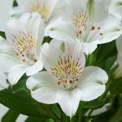 Lys des Incas - Alstroemères Majestic Mazé ® - Des bouquets tout l'été