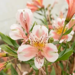 Lys des Incas - Alstroémère Duc d'Anjou Jean - Un bouquet qui dure 3 semaines