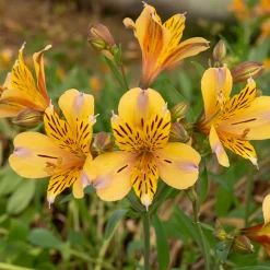 Lys des Incas - Alstroémère Duc d'Anjou Nicolas - Un bouquet jaune tout l'été