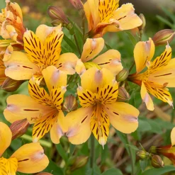 Lys des Incas - Alstroémère Duc d'Anjou Nicolas - Un bouquet jaune tout l'été