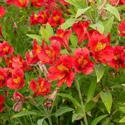 Lys des Incas - Alstroémère Majestic Liré - Un bouquet rouge tout l'été
