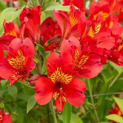 Lys des Incas - Alstroémère Majestic Liré - Un bouquet rouge tout l'été