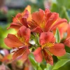 Lys des Incas - Alstroémère Majestic Brissac - Fleurs coupées tout l'été