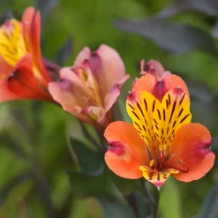 Lys des Incas - Alstroémère Majestic Brissac - Fleurs coupées tout l'été