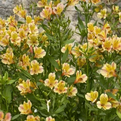 Lys des Incas - Alstroémère Majestic Layon - Bouquets jaunes tout l'été