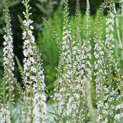 Lysimaque ephémère - Fleurs blanches, effet garanti