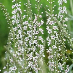 Lysimaque ephémère - Fleurs blanches, effet garanti