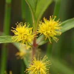 Lysimaque à fleurs en thyrse - Le jaune qui aime l'eau