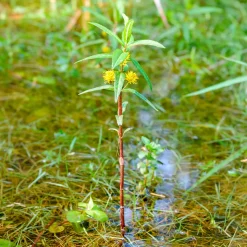 Lysimaque à fleurs en thyrse - Le jaune qui aime l'eau