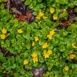 Lysimaque - Herbe aux écus - Un tapis vert sans effort