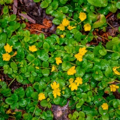 Lysimaque nummulaire - Herbe aux écus - Un tapis vert en un clin d'œil