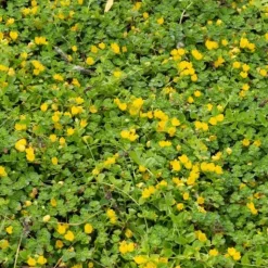 Lysimaque nummulaire - Herbe aux écus - Un tapis vert en un clin d'œil