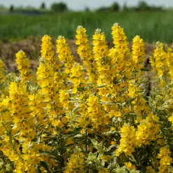 Lysimaque ponctuée Alexander - Le jaune qui illumine tout
