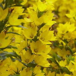 Lysimaque ponctuée - Du jaune vif sans effort