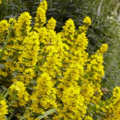 Lysimaque ponctuée - Du jaune vif sans effort