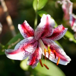 2 Lys Oriental Star Gazer - Le lys qui regarde le ciel
