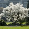 Magnolia de Kobé - Une floraison spectaculaire