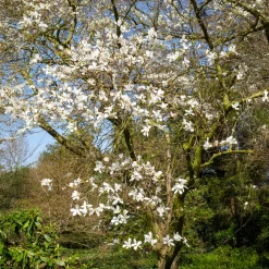 Magnolia de Kobé - Une floraison spectaculaire