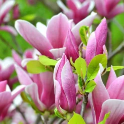 Magnolia de Soulange - La floraison qui fait tout