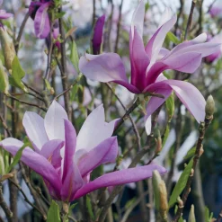 Magnolia de Soulange - La floraison qui fait tout
