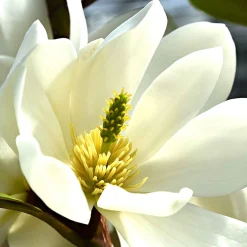 Magnolia 'Fairy White' - Un magnolia qui garde ses feuilles