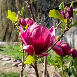 Magnolia Genie - Fleurs fuchsia dès avril
