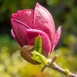 Magnolia Genie - Fleurs fuchsia dès avril