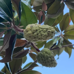 Magnolia à grandes fleurs - Fleurs géantes et parfumées