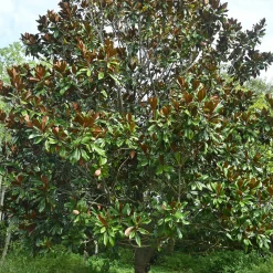 Magnolia à grandes fleurs - Fleurs géantes et parfumées