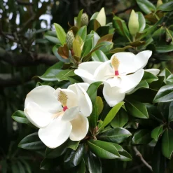 Magnolia à grandes fleurs - Fleurs géantes et parfumées