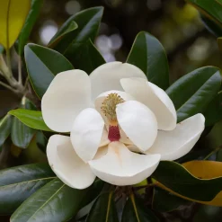 Magnolia grandiflora Alta - Un port colonne, zéro taille