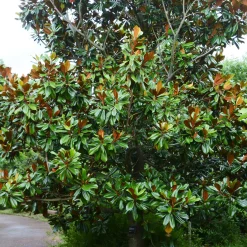 Magnolia grandiflora Alta - Un port colonne, zéro taille