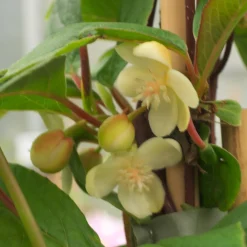 Magnolia grimpant - Un mur en fleurs sans effort