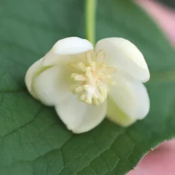 Magnolia grimpant - Un mur en fleurs sans effort