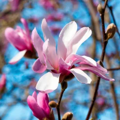 Magnolia Leonard Messel - Floraison rose dès mars