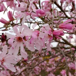 Magnolia Leonard Messel - Floraison rose dès mars