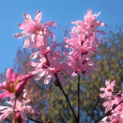 Magnolia Leonard Messel - Floraison rose dès mars
