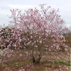 Magnolia Leonard Messel - Floraison rose dès mars