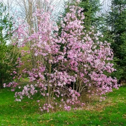 Magnolia Leonard Messel - Floraison rose dès mars