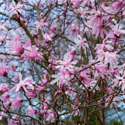 Magnolia Leonard Messel - Floraison rose dès mars