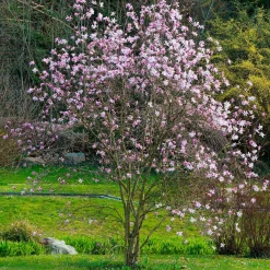 Magnolia Leonard Messel - Floraison rose dès mars