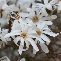 Magnolia stellata Royal Star - Une explosion d'étoiles blanches