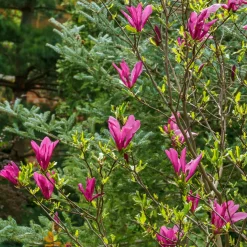 Magnolia Susan - Des fleurs fuchsia parfumées