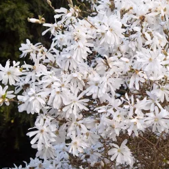 Magnolia étoilé - Fleurit avant les feuilles